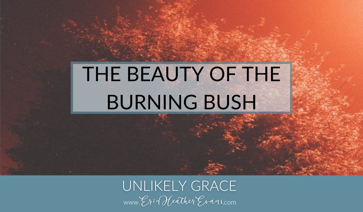 The Beauty of the Burning Bush